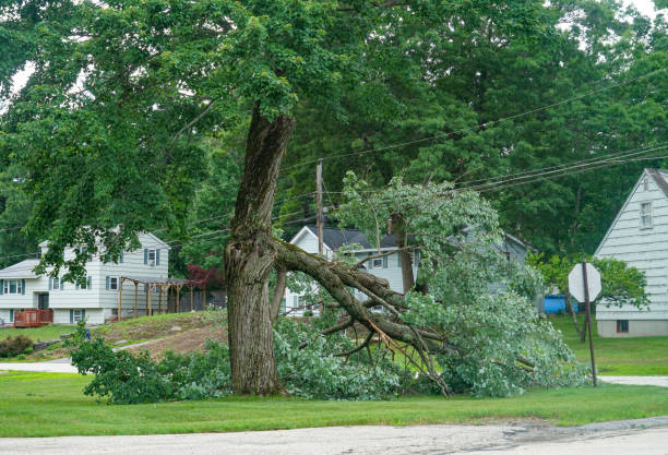 West Sharyland, TX Tree Services Company