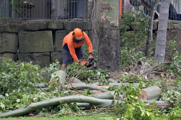 Best Tree Removal  in West Sharyland, TX